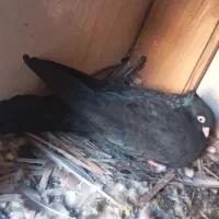 ماده ابادانی