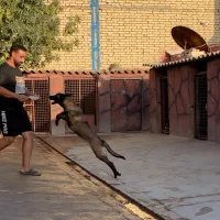 مالینویز ۶ ماهه درجه یک