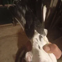 نروماده اماجفت نیستن|پرنده|کوهسار (البرز), |دیوار