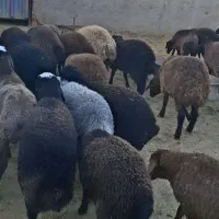 بره ماده