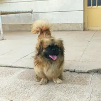 سگ نژاد پیکنیز