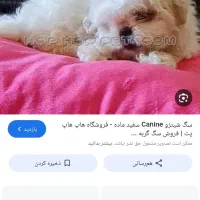 سگ پیدا شده