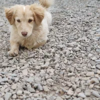 سگ پاکوتاه|سگ|سبزوار, امیریه|دیوار