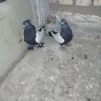 کفتر|پرنده|قم, شهر قائم|دیوار