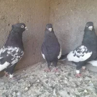 سینه سیاه|پرنده|مشهد, منزل آباد|دیوار