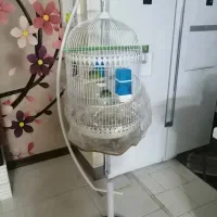 جفت طوطی برزیلی|پرنده|صدرا-فارس, فاز ۱|دیوار