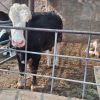 گوساله سیمینتال چاق