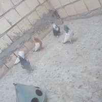 کبوتر