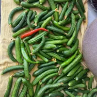 خیارشور و فلفل کبابی و گوجه شور|خوردنی و آشامیدنی|تهران, یافتآباد|دیوار
