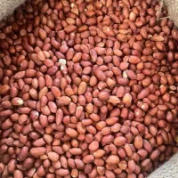 بادام هندی  کپسولی 4050