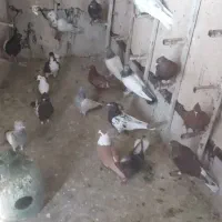 کفتر فروشی زرنگ