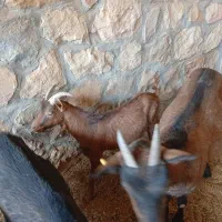 آلپاین|حیوانات مزرعه|شیراز, قلات|دیوار