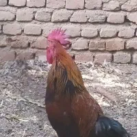 جهت فروش