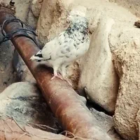 سلام کبوتر کلاپه اصلی نر مست