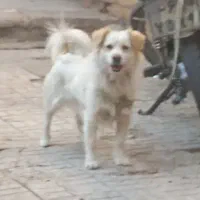 سگ اشپیتز روباهی نر