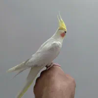 یک جفت عروس هلندی