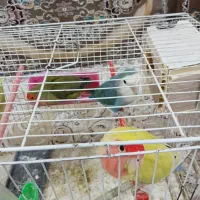 سه عدد طوطی برزیلی|پرنده|زاوه, |دیوار