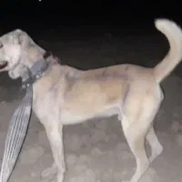 سگ ...حیوان|سگ|شیروان (خراسان), |دیوار