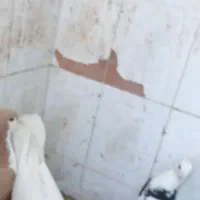 کبوتر باخت رفته|پرنده|فردوس (خراسان), |دیوار