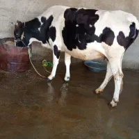 گاو|حیوانات مزرعه|دره شهر, |دیوار