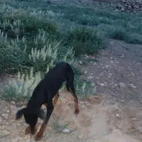 سلام سگ دوبر من ۸ماهه