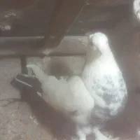 تعدادی کبوتر پرشی|پرنده|صوفیان, |دیوار