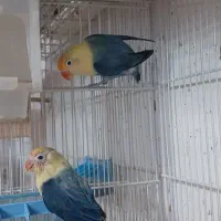 جفت‌های گرینچیک و کوتوله و عروس|پرنده|مشهد, شهرک امام هادی (شهرک غرب)|دیوار