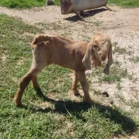 کهره شیری نر