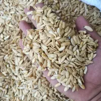 تخم خربزه شما رابه بالاترین قیمت خریداریم