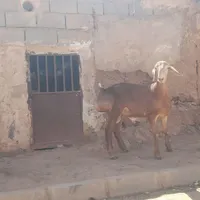 سلام بره قوچی چینی فروشی|حیوانات مزرعه|تربت جام, جامرود|دیوار
