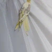 عروس هلندی|پرنده|گلستان (تهران), |دیوار