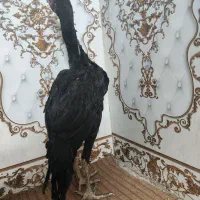 جوجه لاری اوشامو مرغ و خروس اصل دانگ بالا|حیوانات مزرعه|زاهدان, |دیوار