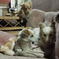 2 تاسگ پیدا شده در گلبهار پرند|سگ|گلبهار, شهر جدید گلبهار|دیوار