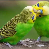 مرغ عشق بالغ تخم گذاردونه ای 500
