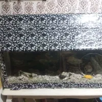 اکواریوم بزرگ با گوشی a04معاوضه می کنم