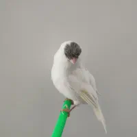 قناری نر زیبا|پرنده|گنبد کاووس, |دیوار