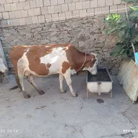 فروش دوگاو سیمینتال ویک گوساله نر