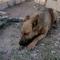 ژرمن دو رگ پرقدرت