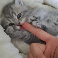 بچه گربه بریتیش سیلور