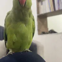 طوطی ملنگو|پرنده|اهواز, منبع اب|دیوار