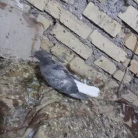 کبوتر جوجه دمسفید|پرنده|کارون, |دیوار