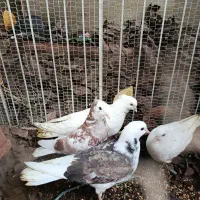 کبوتر خوش رنگ|پرنده|آمل, |دیوار