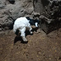 بز شیری|حیوانات مزرعه|بستان آباد, |دیوار