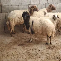3 راس میش و دو راس قوچ