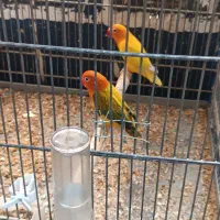 طوطی برزیلی به شرط مولد|پرنده|اهواز, نادری|دیوار