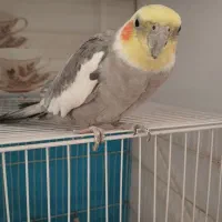 سلام