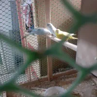 یک جفت مرغ عشق کارداده ودوتا ماده آماده ویک‌عدد نر|پرنده|همدان, |دیوار