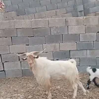 فروش گوسفند