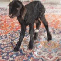 بره شیری نر