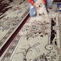 واگذاری پامر خرسی|سگ|تربت‌حیدریه, حسنی بالا|دیوار